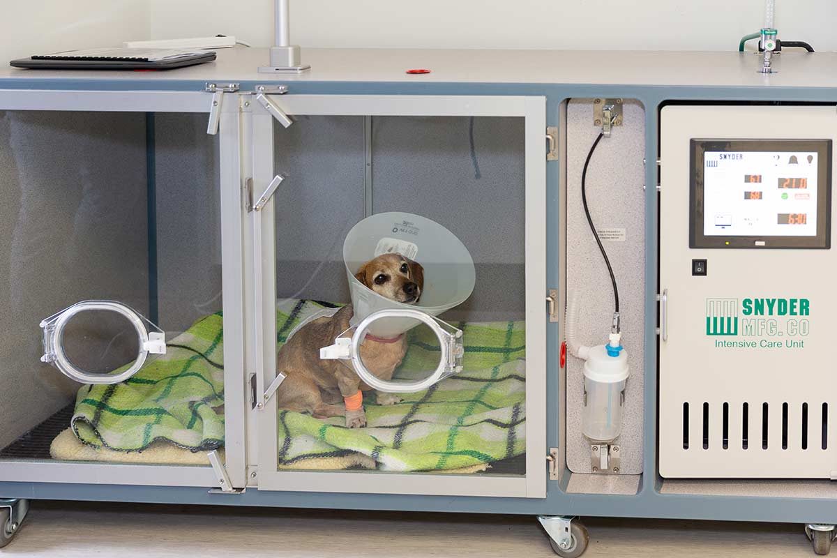 A dog recovering in our critical care unit.