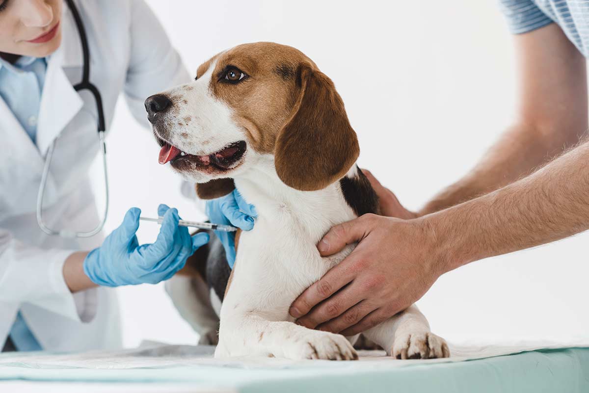 A cat being treated by veterinary staff